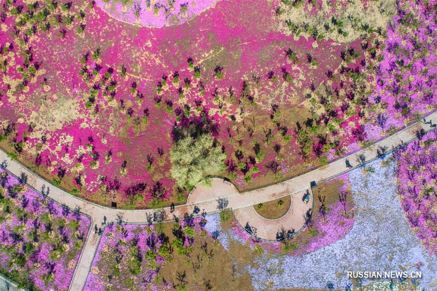 Вишневые сады в провинции Шаньдун 