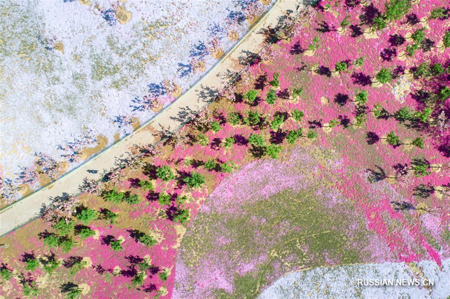 Вишневые сады в провинции Шаньдун 