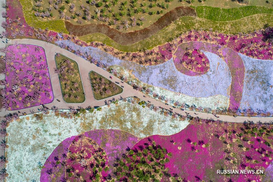 Вишневые сады в провинции Шаньдун 