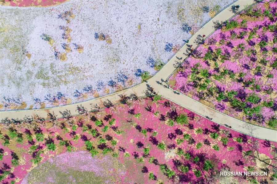 Вишневые сады в провинции Шаньдун 