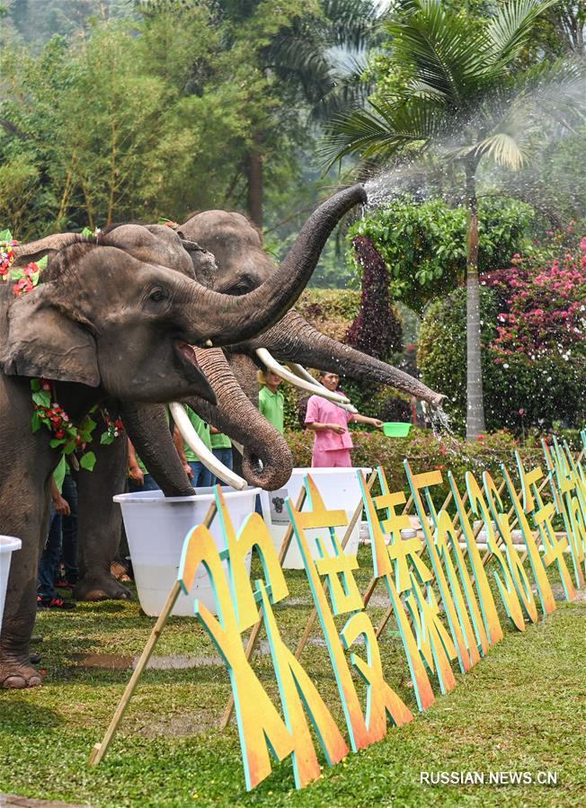 Слоны в Сишуанбаньна встречают дайский Новый год