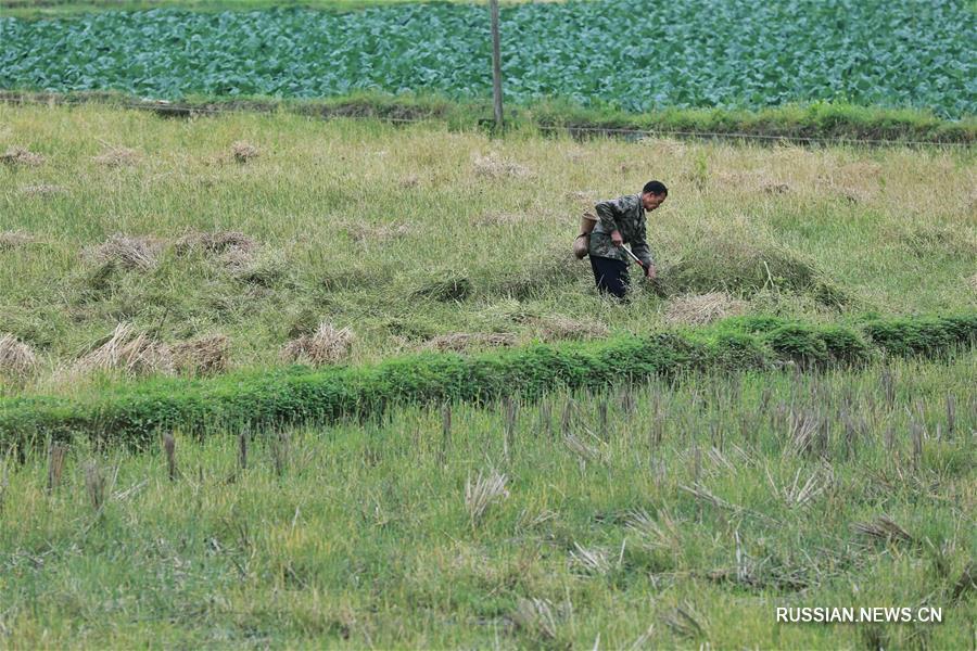 Хлебные дожди торопят фермеров в Гуйчжоу