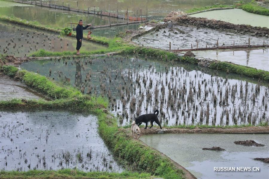 Хлебные дожди торопят фермеров в Гуйчжоу