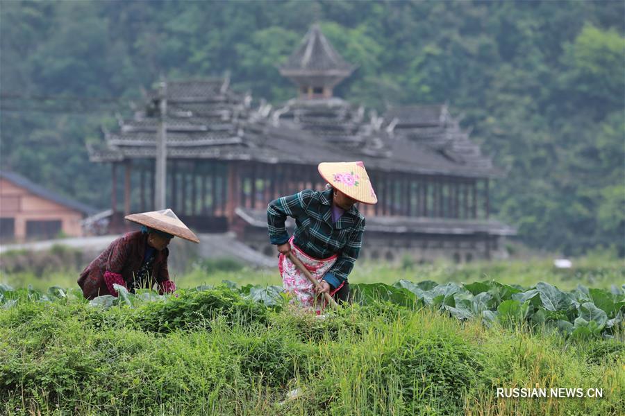 Хлебные дожди торопят фермеров в Гуйчжоу