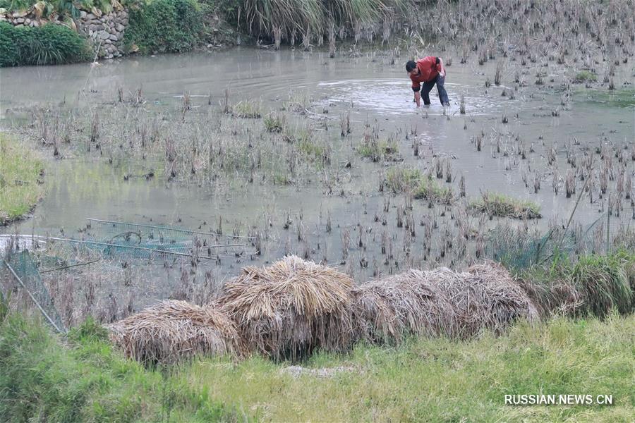 Хлебные дожди торопят фермеров в Гуйчжоу 