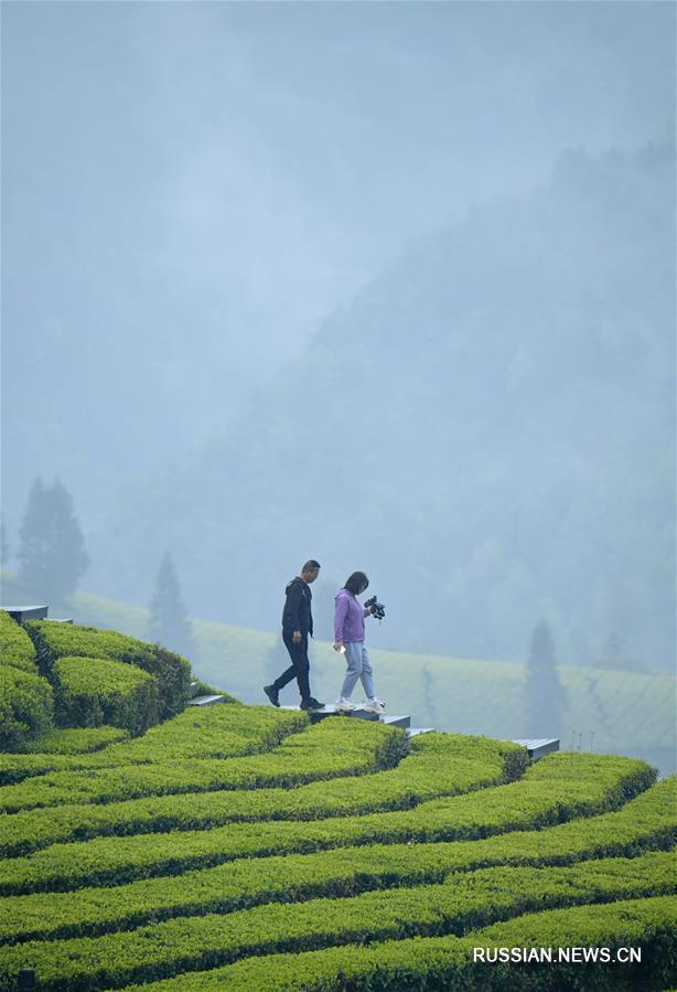 Прогулка по чайной плантации под весенним дождем