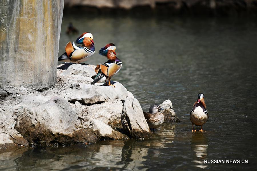 Весенние игры уток-мандаринок в Харбине