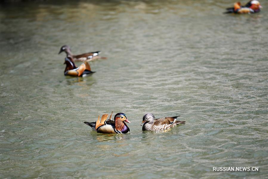 Весенние игры уток-мандаринок в Харбине