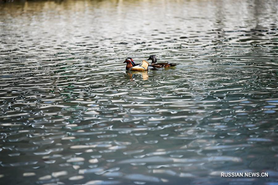 Весенние игры уток-мандаринок в Харбине