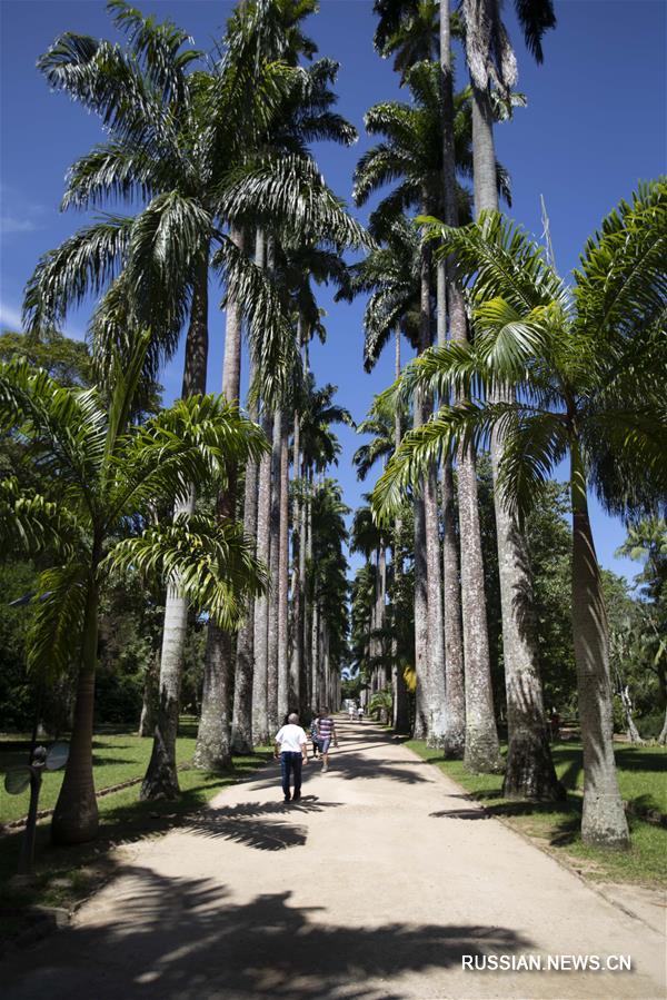 Тур по ботаническим садам мира -- Ботанический сад Рио-де-Жанейро