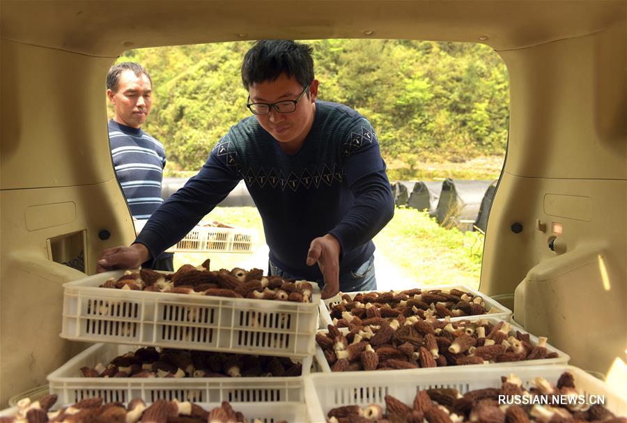 Профессиональный кооператив по выращиванию сморчков в деревне Чжангуань