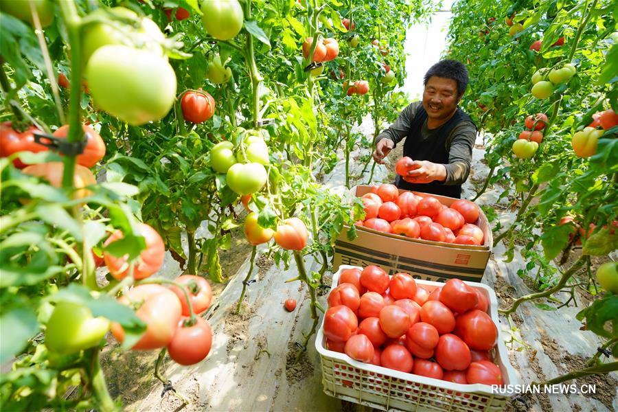 Развитие сельского хозяйства в условиях контролируемой среды способствует подъему деревень в Таншане