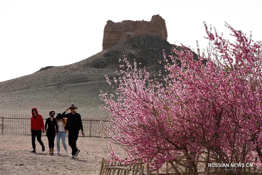 Цветочный "остров" среди пустынных просторов провинции Ганьсу 