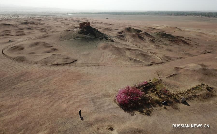 Цветочный "остров" среди пустынных просторов провинции Ганьсу 