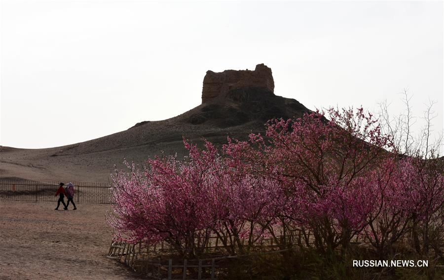 Цветочный "остров" среди пустынных просторов провинции Ганьсу 