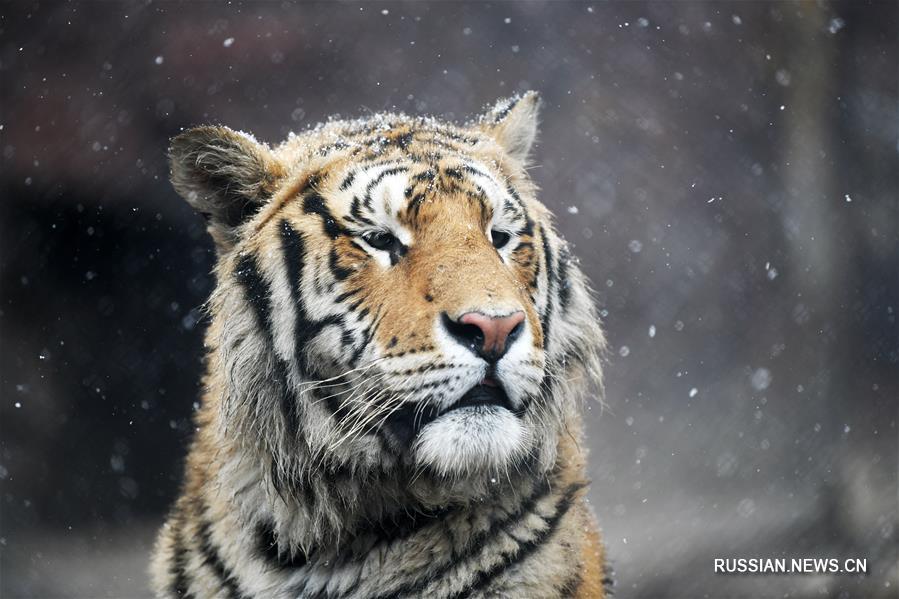 Тигры радуются весеннему снегопаду в провинции Хэйлунцзян