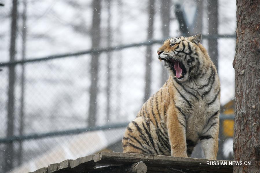 Тигры радуются весеннему снегопаду в провинции Хэйлунцзян