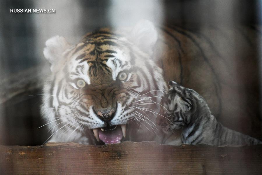 Тигрята в питомнике уссурийских тигров в провинции Хэйлунцзян