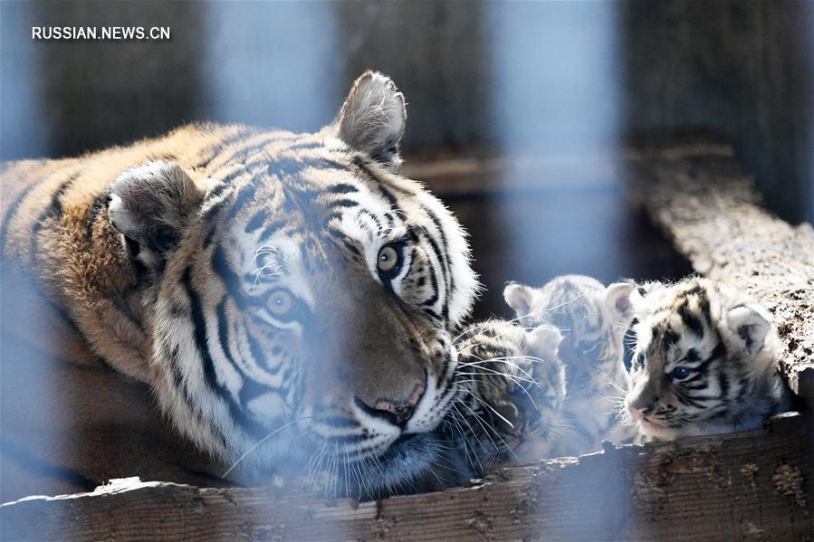 Тигрята в питомнике уссурийских тигров в провинции Хэйлунцзян