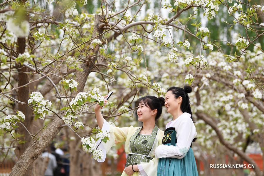 Цветение грушевых садов в Дуньхуане