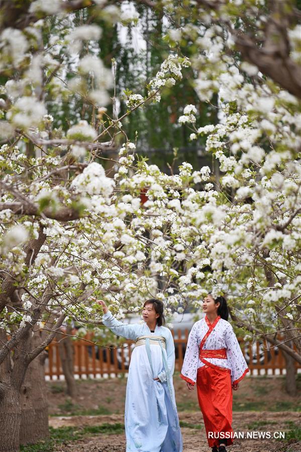 Цветение грушевых садов в Дуньхуане