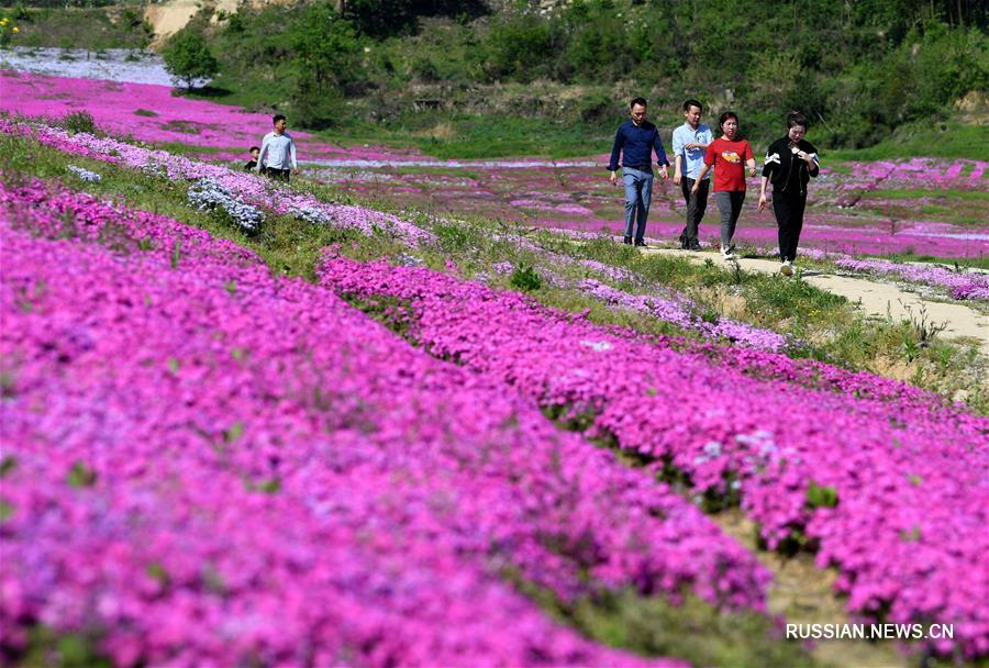 "Цветочный туризм" в горах провинции Аньхой