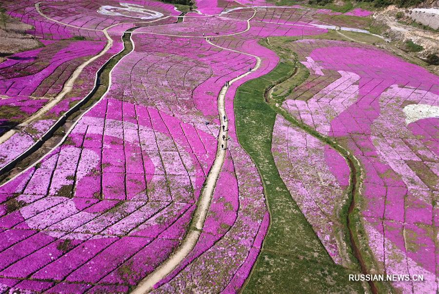 "Цветочный туризм" в горах провинции Аньхой