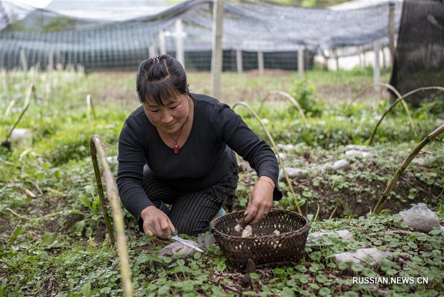Разведение грибов -- новый источник дохода для фермеров из провинции Юньнань  