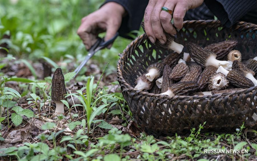 Разведение грибов -- новый источник дохода для фермеров из провинции Юньнань  