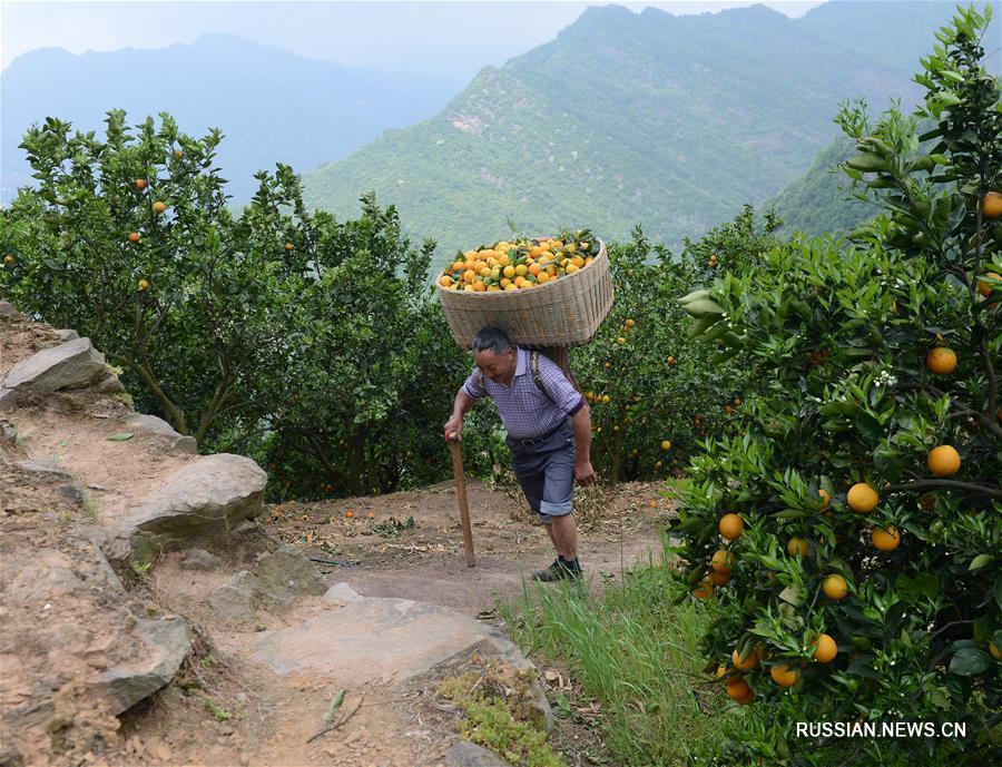 Спелые апельсины из провинции Хубэй готовы поступить в продажу