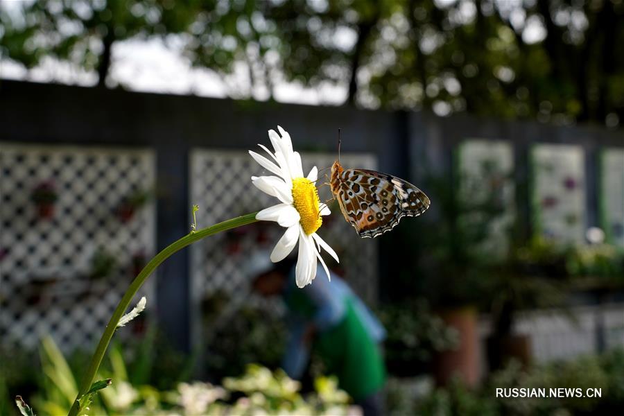 В Шанхае проходит выставка приусадебного садоводства 