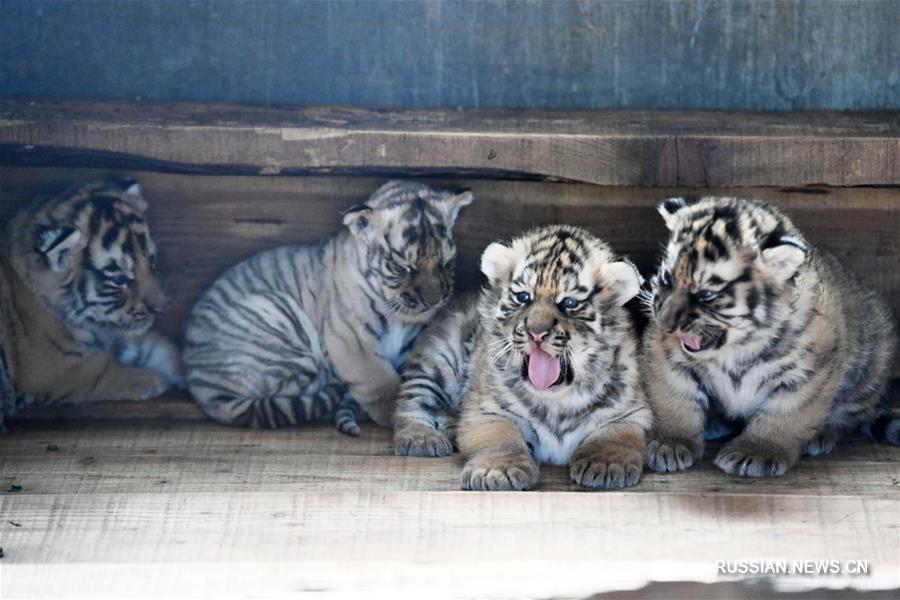 20 тигрят появились на свет с начала 2019 года в питомнике уссурийских тигров "Хэндаохэцзы"