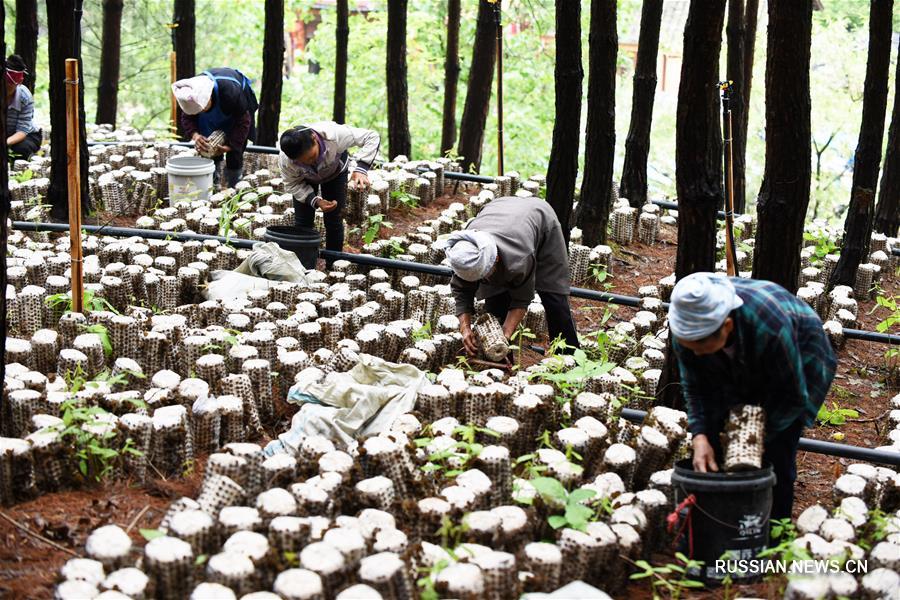 Выращивание грибов на пустующей земельной площади в лесах уезда Цзяньхэ