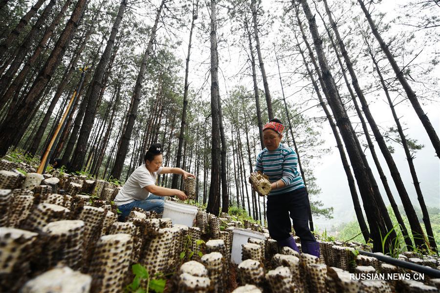 Выращивание грибов на пустующей земельной площади в лесах уезда Цзяньхэ