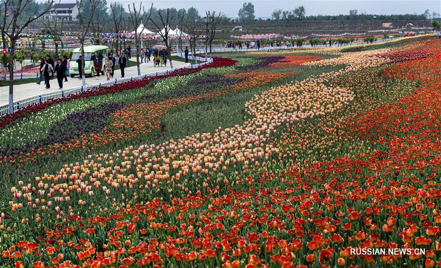 Апрельское великолепие туристического парка Цзиньсю Дади в уезде Лонань