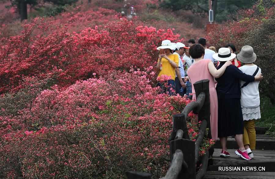 Цветущие азалии на горных склонах в провинции Хубэй