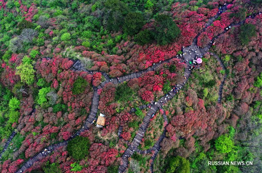 Цветущие азалии на горных склонах в провинции Хубэй 