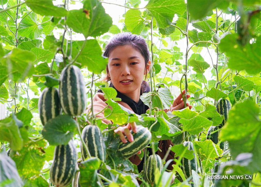 Тепличное производство специфических фруктов и овощей в районе Цаофэйдянь