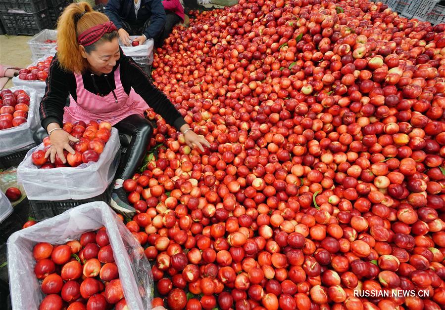 Тепличное производство специфических фруктов и овощей в районе Цаофэйдянь