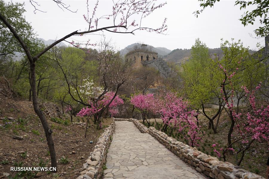 Весна на участке Циншаньгуань Великой Китайской стены
