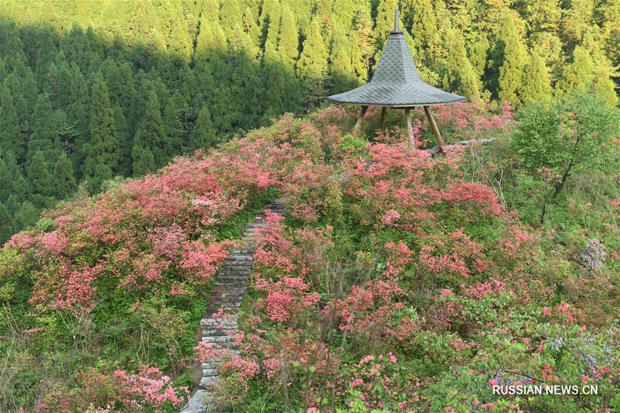 Красные цветы азалий в парке Гаомушань