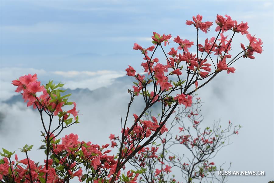 Красные цветы азалий в парке Гаомушань