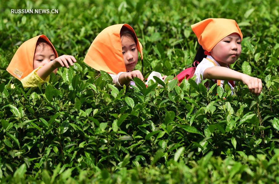 Дети знакомятся с чайной культурой в Чунцине