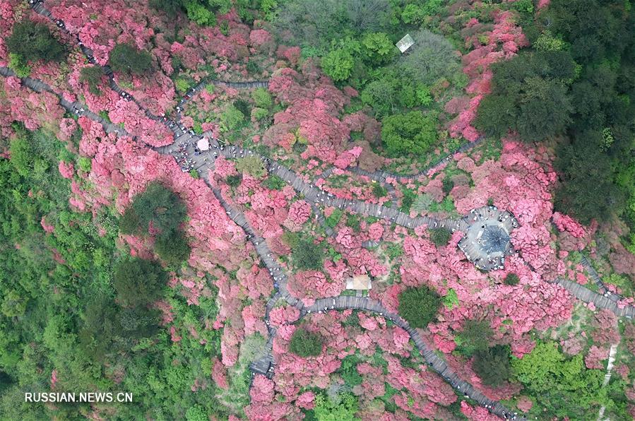 Цветение азалий в провинции Хубэй
