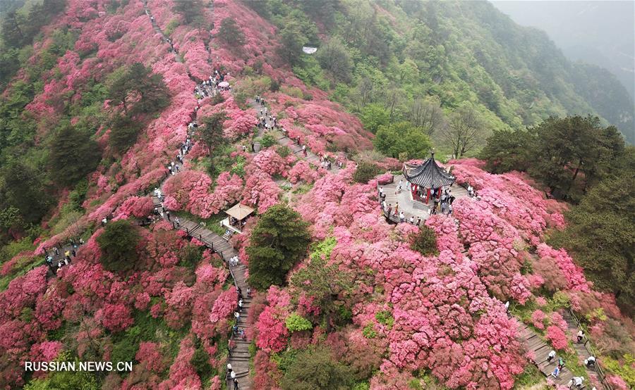 Цветение азалий в провинции Хубэй