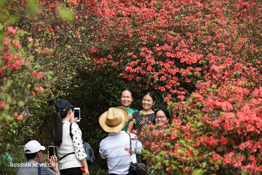 Цветущие азалии в горах Гуйчжоу