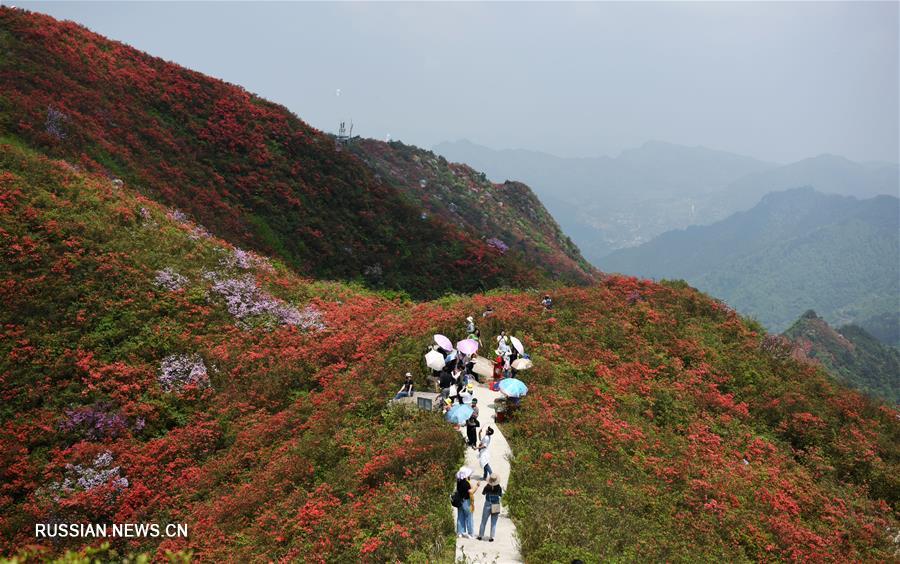 Цветущие азалии в горах Гуйчжоу