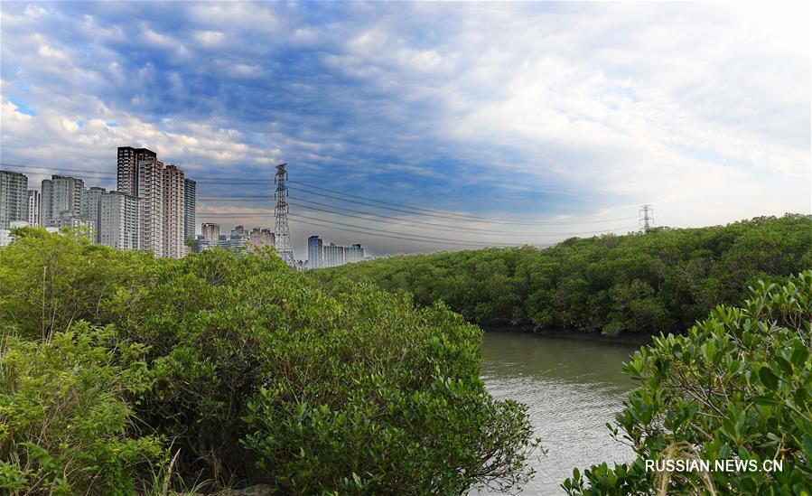 Мангровые заросли на реке Даньшуй на Тайване