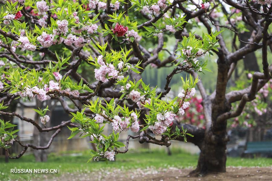 Апрельский день в пекинском парке Ихэюань