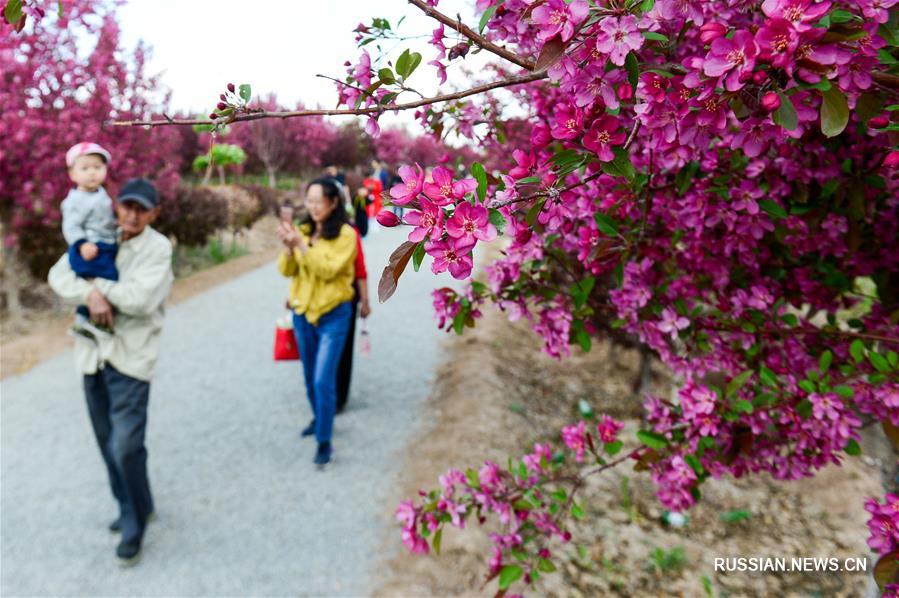 Фестиваль цветения яблони замечательной в Синьцзяне